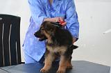 BERGER ALLEMAND - BROSSAGE 002